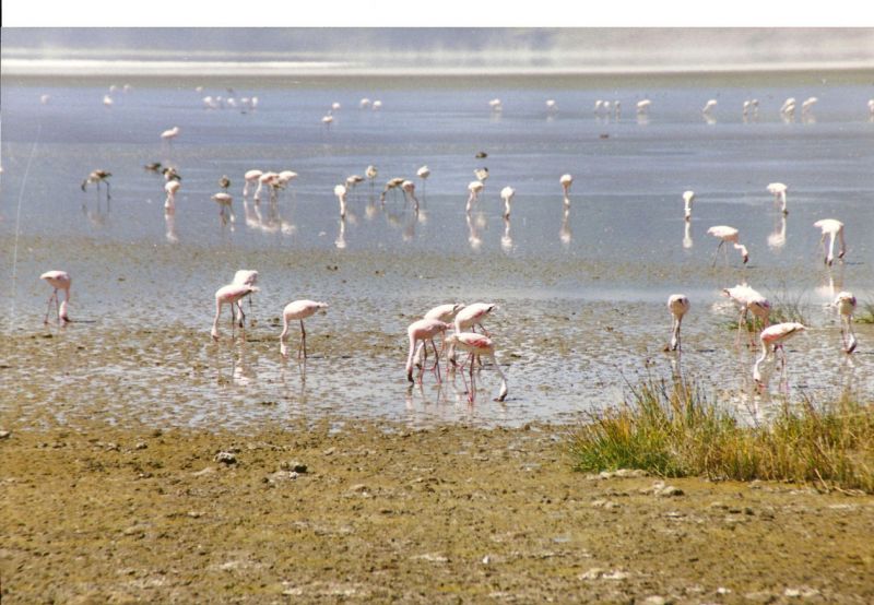 Flamingos im Kratersee